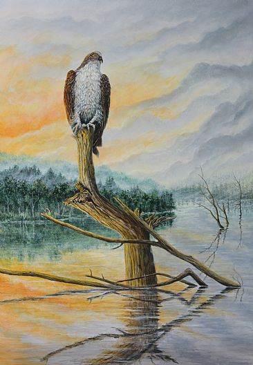 Breakfast Watch - Lanadscape, Osprey by C. Frederick Lawrenson