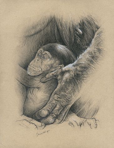 In Safe Hands - Baby Chimpanzee  by Geraldine Simmons
