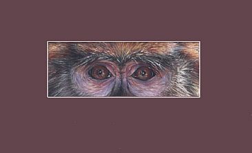 Look - Patas Monkey by Geraldine Simmons