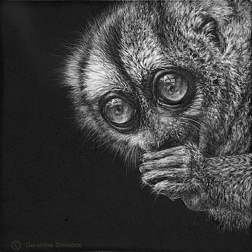 Nocturnal Treasure - Owl Monkey by Geraldine Simmons