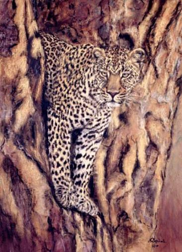 Leopard - Lerai Forest - Leopard in Yellow Fever Tree, Lerai Forest, Ngorongoro, Tanzania by Angela Drysdale