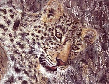Young Leopard -  by Angela Drysdale