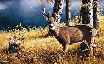 A Storm Coming Up - White Tail Deer by Larry Chandler