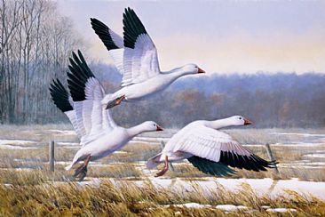 Chance of A Snow - Snow Geese by Larry Chandler