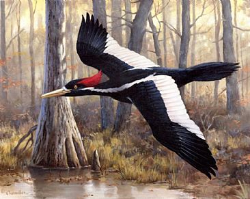 Elusive  Ivory-Governor's Edition - Ivory-billed Woodpecker by Larry Chandler