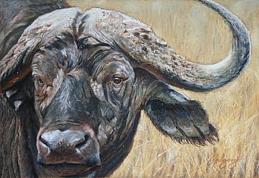 Buffalo in the Mara - Cape Buffalo in the Maasai Mara  by Gregory Wellman
