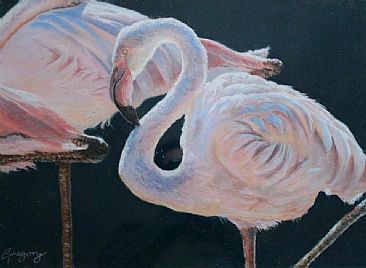 Pink & Black - Lesser Flamingos by Gregory Wellman