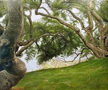 Ancient Sentinels - Coastal Live Oaks by Dennis Curry