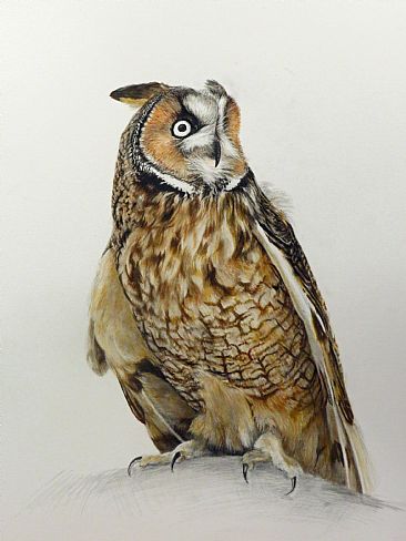 Oberon - Long-eared Owl by Dennis Curry