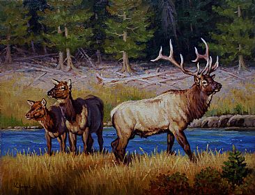 Blue River Morning - Elk by Jack Koonce