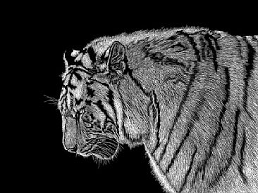 Bengal Tiger - Bengal Tiger by Rick Wheeler