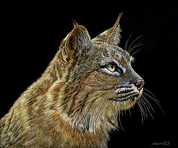 Bobcat - Bobcat by Rick Wheeler