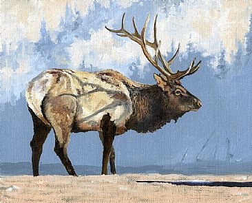 Cold Morning - Elk by Craig Magill