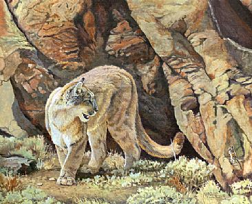 Small Reward - Cougar by Craig Magill