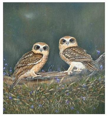 Boobook Owls - Owls by Josephine Smith