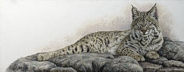 Contentment  - Bobcat by Lindsey Foggett