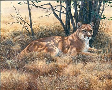 American King - Mountain Lion by Lindsey Foggett