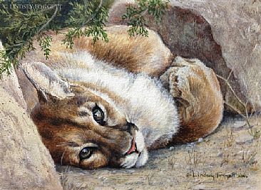 Waking Up - Cougar by Lindsey Foggett