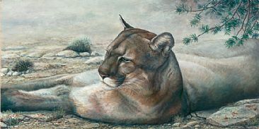 Interrupted Siesta - Mountain Lion by Lindsey Foggett