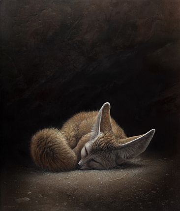Fennec - Fennec fox by Hans Kappel