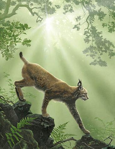 Stalking Lynx - European Lynx by Hans Kappel