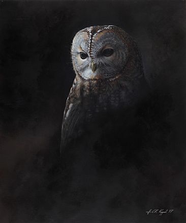 Mumble - Tawny owl by Hans Kappel