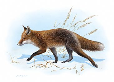 Red Fox -  by Hans Kappel