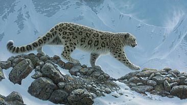 Snow Leopard -  by Hans Kappel
