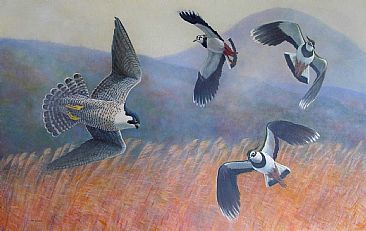  Hayabusa and Tageri: Nukisan - Peregrine Falcon;Hayabusa;Falco peregrinus/Northern Lapwing;Vanellus vanellus by Jon Janosik