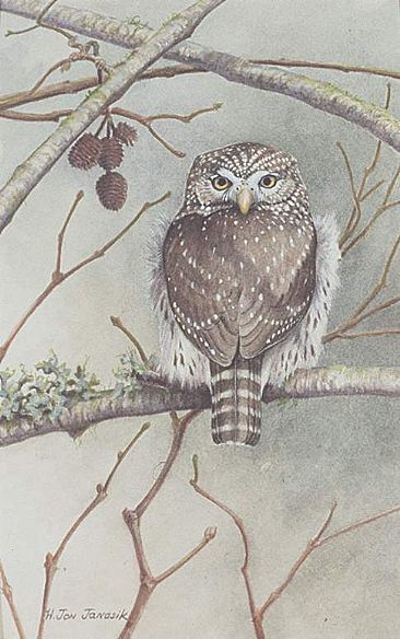 Alder Owl - Northern Pygmy Owl;Glaucidium gnoma by Jon Janosik