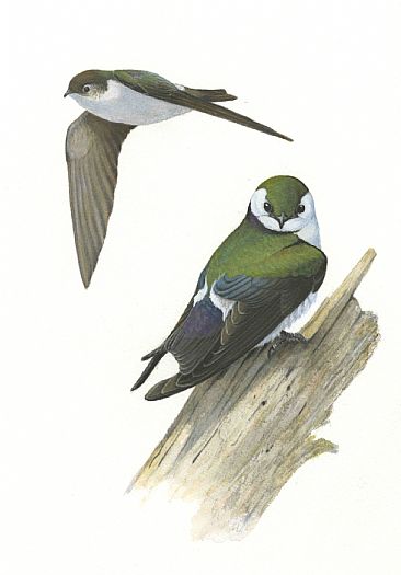 Illustration: Violet-green Swallows - Violet-green Swallows by Jon Janosik