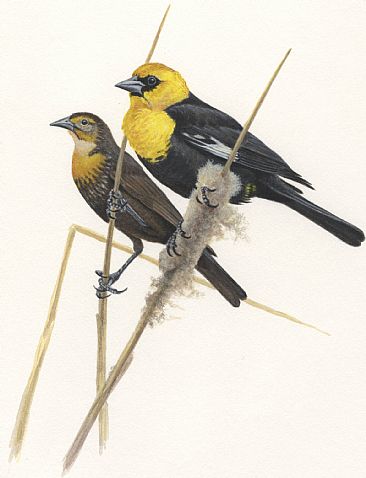 Illustration: Yellow-headed Blackbirds - Yellow-headed Blackbirds M&F by Jon Janosik