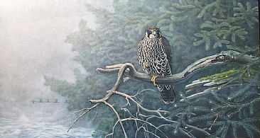 Young Peregrine Falcon: Cape Lookout - Young Peregine Falcon; Falco peregrinus pealei by Jon Janosik