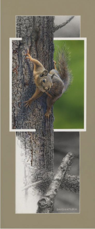 Backyard Encounters - Squirrel - Squirrel by David Kitler