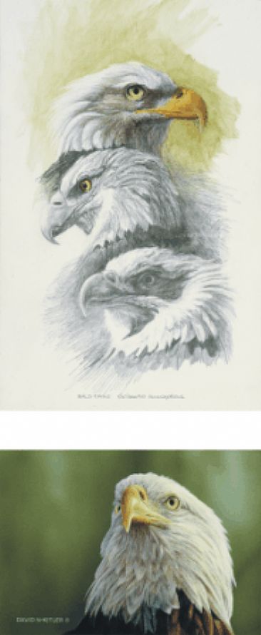 Bald Eagle Diptych - Bald Eagle by David Kitler