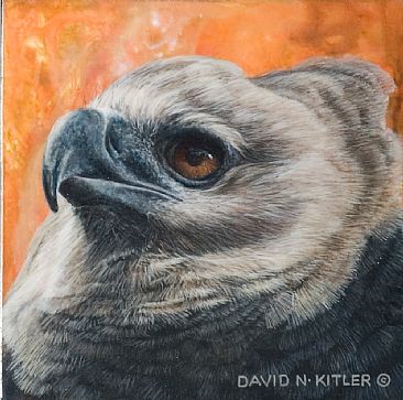 Harpy Eagle Head Studies (Bottom) - Harpy Eagle by David Kitler