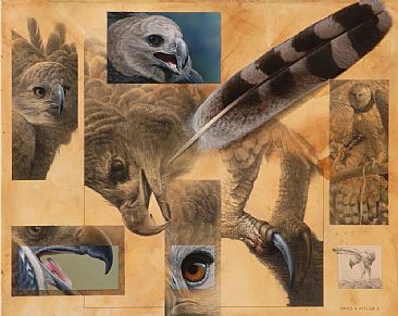 Harpy Eagle Montage - Harpy Eagle by David Kitler