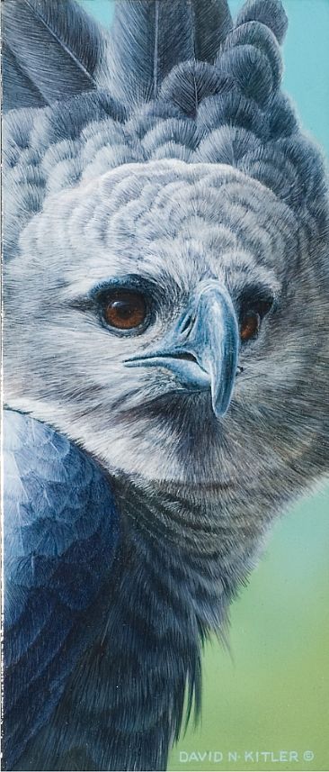 Harpy Eagle Study - Harpy Eagle by David Kitler