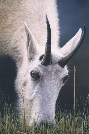 Rocky Mountain Eye II - Mountain Goat by David Kitler