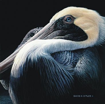 Pelican Up Close - Brown Pelican by David Kitler