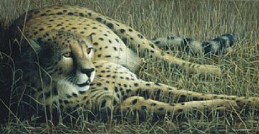 Full - Cheetah by David Kitler