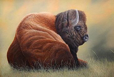 Bison - Bison  by Robert Schlenker