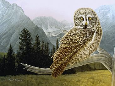  'Grey' Day in the Tetons - Great Grey Owl by Robert Schlenker
