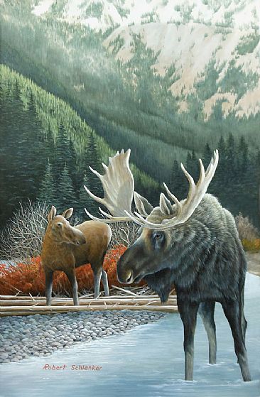 Moose on the Gallatin - Moose  by Robert Schlenker