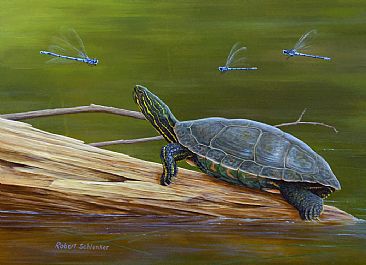 Curious Encounter - American Painted Turtle by Robert Schlenker