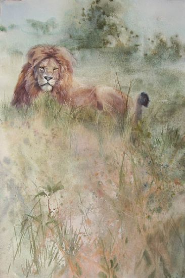 Lion in the Grass - male African Lion by Linda Sutton