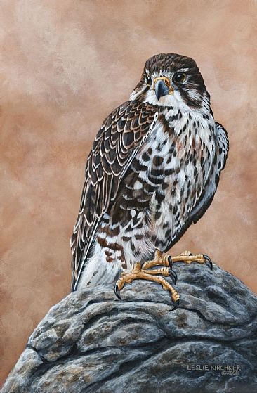 Prairie Hunter - Prairie Falcon by Leslie Kirchner
