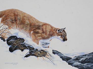 The Searcher - Mountain Lion,  North American Cougar by Leslie Kirchner