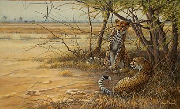 Under Cover - Cheetahs by Lyn Ellison