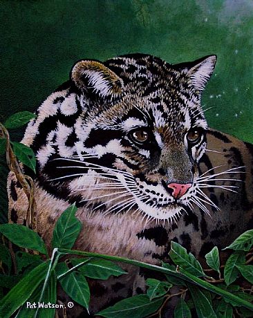 Missing link - Clouded leopard portrait by Pat Watson